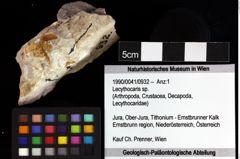 Foto (Objket + Etiketten) von Lecythocaris sp. 